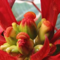 14 Reglas de oro para el cuidado de las flores de pascua - Jardineros Madrid Jardinea