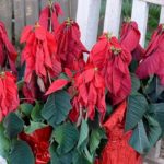 14 Reglas de oro para el cuidado de las flores de pascua - Jardineros Madrid Jardinea
