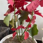14 Reglas de oro para el cuidado de las flores de pascua - Jardineros Madrid Jardinea