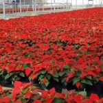 14 Reglas de oro para el cuidado de las flores de pascua - Jardineros Madrid Jardinea
