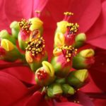 14 Reglas de oro para el cuidado de las flores de pascua - Jardineros Madrid Jardinea