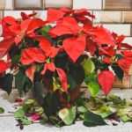 14 Reglas de oro para el cuidado de las flores de pascua - Jardineros Madrid Jardinea