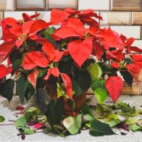 14 Reglas de oro para el cuidado de las flores de pascua - Jardineros Madrid Jardinea