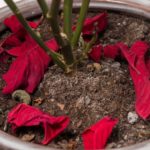 14 Reglas de oro para el cuidado de las flores de pascua - Jardineros Madrid Jardinea
