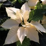 36 variedades de Flor de pascua blancas o Poinsetia blanca. Blanco clásico