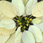 36 variedades de Flor de pascua blancas o Poinsetia blanca. Libertad blanca