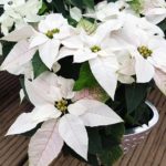 36 variedades de Flor de pascua blancas o Poinsetia blanca. Puro blanco