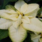 36 variedades de Flor de pascua blancas o Poinsetia blanca. Wonder