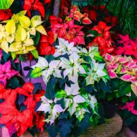 36 variedades de Flor de pascua o Poinsetia. Diseño de jardines en madrid