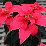36 variedades de Flor de pascua en color rojo o Poinsetia roja