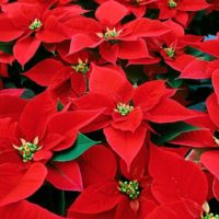 36 variedades de Flor de pascua en color rojo o Poinsetia roja Solar red