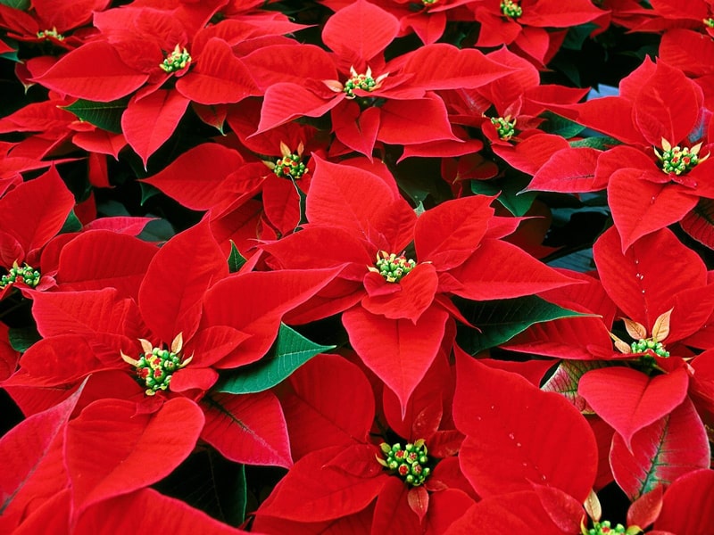 36 variedades de Flor de pascua en color rojo o Poinsetia roja