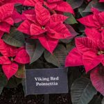 36 variedades de Flor de pascua en color rojo o Poinsetia roja Vikinga