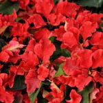 36 variedades de Flor de pascua o Poinsetia. Diseño de jardines en madrid. Flor pascua Carousel-Dark-Red-