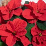 36 variedades de Flor de pascua o Poinsetia. Diseño de jardines en madrid. Flor pascua Christmas Mousen