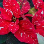 36 variedades de Flor de pascua o Poinsetia. Diseño de jardines en madrid. Flor pascua Jingle-Bells