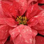 36 variedades de Flor de pascua o Poinsetia. Diseño de jardines en madrid. Flor pascua Jubilee-Jingle-Bells