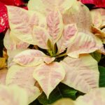36 variedades de Flor de pascua o Poinsetia. Diseño de jardines en madrid. Flor pascua Mars-Marble