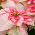 36 variedades de Flor de pascua o Poinsetia. Diseño de jardines en madrid. Flor pascua Monet-Twilight