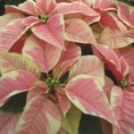 36 variedades de Flor de pascua o Poinsetia. Diseño de jardines en madrid. Flor pascua Peterstar Marble