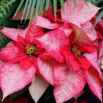 36 variedades de Flor de pascua o Poinsetia. Diseño de jardines en madrid. Flor pascua Premium-Picasso