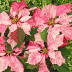 36 variedades de Flor de pascua o Poinsetia. Diseño de jardines en madrid. Flor pascua Ruby-Frost