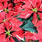 36 variedades de Flor de pascua o Poinsetia. Diseño de jardines en madrid. Flor pascua Sonora-White-Glitter