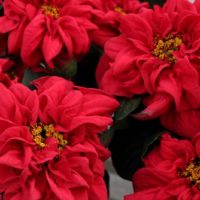 36 variedades de Flor de pascua o Poinsetia. Diseño de jardines en madrid. Flor pascua winter rose early red