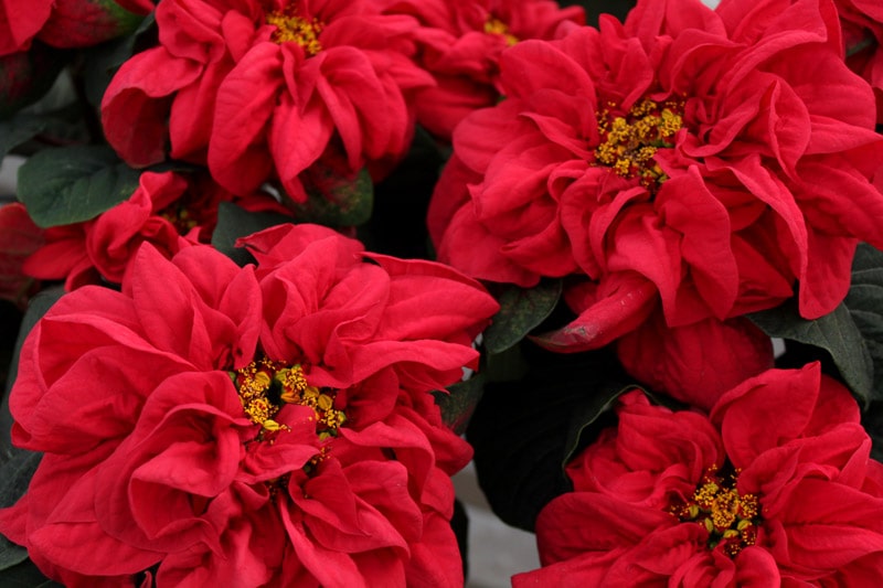 36 variedades de Flor de pascua o Poinsetia. Diseño de jardines en madrid. Flor pascua winter rose early red