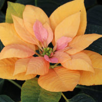 36 variedades de Flor de pascua rosa o Poinsetia. Diseño de jardines en madrid flor pascua amarilla
