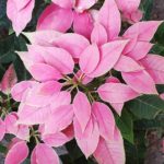 36 variedades de Flor de pascua rosa Jadore Pink