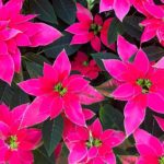 36 variedades de Flor de pascua rosa Love U