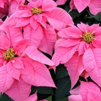 36 variedades de Flor de pascua rosa Santa Claus Rosa