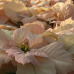 36 variedades de Flor de pascua rosa Visions of Grandeur