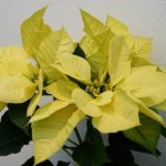36 variedades de Flor de pascua rosa o Poinsetia. Diseño de jardines en madrid flor pascua amarilla