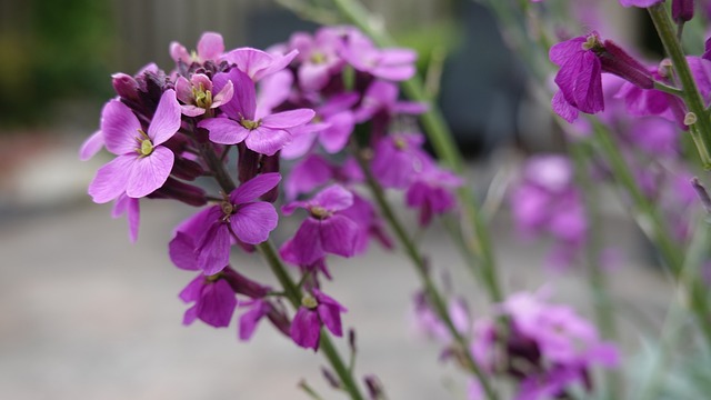 Alhelí (Matthiola incana): Plantación, Cuidados y Valor en el Diseño de Jardines
