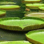 6 razones para contratar un diseñador de jardines profesional. Jardinea Madrid, Alcobendas, Majadahonda, La Moraleja