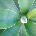 6 razones para contratar un diseñador de jardines profesional. Jardinea Madrid, Alcobendas, Majadahonda, La Moraleja