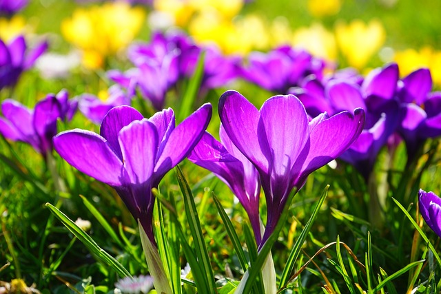 Crocus: Plantación, Cuidados y Valor en el Diseño de Jardines