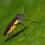 7 Plagas de las plantas de interior y exterior. Gnat - mosquito de hongo