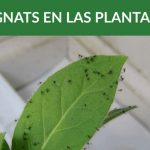 7 Plagas de las plantas de interior y exterior. Gnat - mosquito de hongo