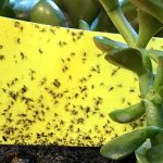 7 Plagas de las plantas de interior y exterior. Gnat - mosquito de hongo