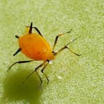 7 Plagas de las plantas de interior y exterior. Pulgones. Aphis-neri - Pulgon