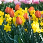 Consejos para tu jardín en septiembre Paisajismo y jardineria Moraleja y Alcobendas Plantar bulbos de manera no uniforme