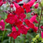 7 plantas que te ayudarán a abrir menos el grifo. Jardineros Madrid