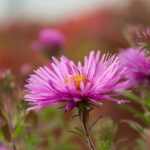 7 plantas que te ayudarán a abrir menos el grifo. Jardineros Madrid Aster aromatico