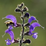 7 plantas que te ayudarán a abrir menos el grifo. Jardineros Madrid salvia de las praderas
