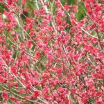 7 plantas que te ayudarán a abrir menos el grifo. Jardineros Madrid