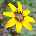 7 plantas que te ayudarán a abrir menos el grifo. Jardineros MadridMargarita de Chocolate