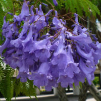 8 bonitos árboles para tu jardín que ahorran mantenimiento. Jacaranda